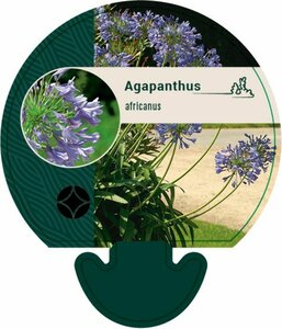 Agapanthus africanus P9 - afbeelding 4