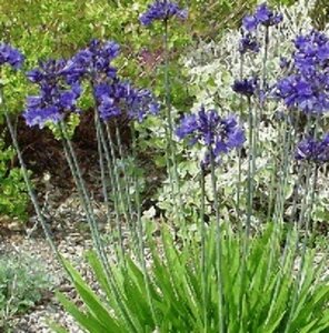 Agapanthus africanus P9 - afbeelding 3