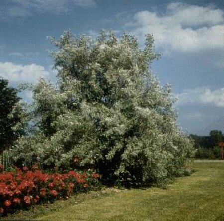 Elaeagnus angustifolia 125/150 C. - afbeelding 1
