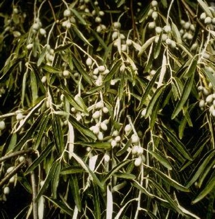 Elaeagnus angustifolia 125/150 C. - afbeelding 2