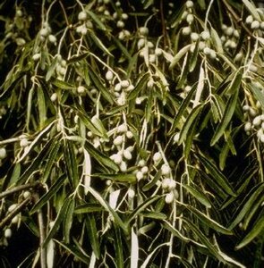 Elaeagnus angustifolia 125/150 C. - afbeelding 2