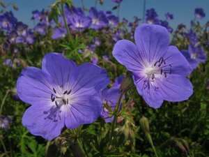 Geranium 'Johnson's Blue' P11 - afbeelding 4
