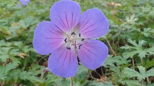 Geranium 'Johnson's Blue' P11 - afbeelding 3