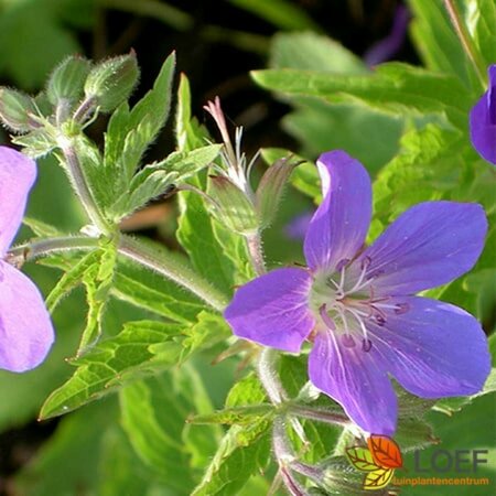 Geranium 'Johnson's Blue' P11 - afbeelding 2