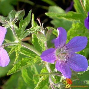 Geranium 'Johnson's Blue' P11 - afbeelding 2