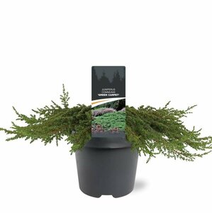 Juniperus communis 'Green Carpet' 20/25 C. - afbeelding 1