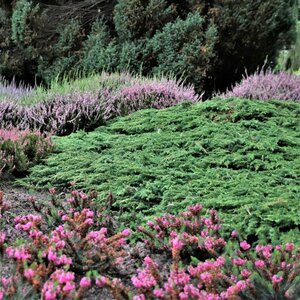Juniperus communis 'Green Carpet' 20/25 C. - afbeelding 2