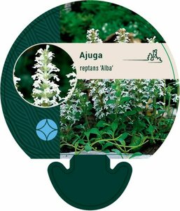 Ajuga reptans 'Alba' P9 - afbeelding 4