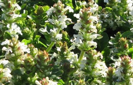 Ajuga reptans 'Alba' P9 - afbeelding 2