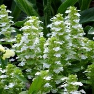 Ajuga reptans 'Alba' P9 - afbeelding 3