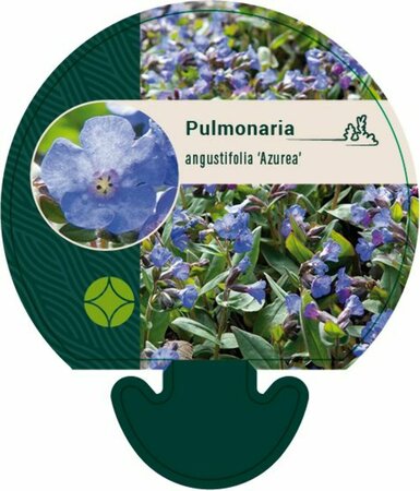 Pulmonaria ang. 'Azurea' P9 BIO