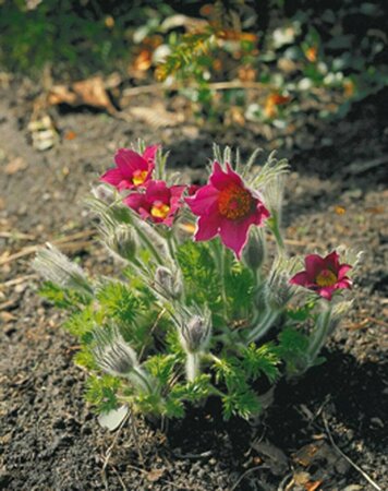 Pulsatilla vulgaris 'Röde Klokke' P9 BIO - afbeelding 1