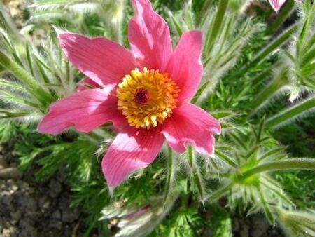 Pulsatilla vulgaris 'Röde Klokke' P9 BIO - afbeelding 2