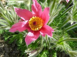 Pulsatilla vulgaris 'Röde Klokke' P9 BIO - afbeelding 2