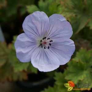 Geranium 'Lilac Ice' P9 - afbeelding 1