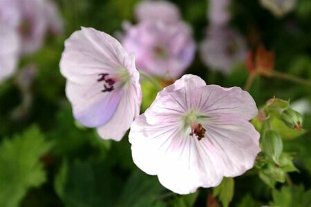 Geranium 'Lilac Ice' P9 - afbeelding 2