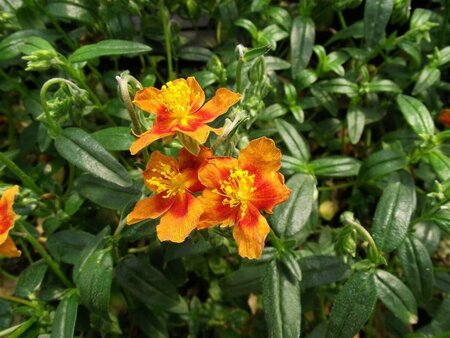 Helianthemum 'Bronzeteppich' P9 - afbeelding 2