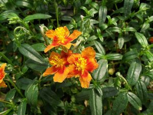 Helianthemum 'Bronzeteppich' P9 - afbeelding 2