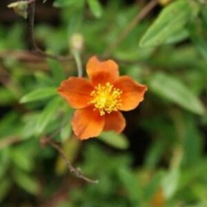 Helianthemum 'Bronzeteppich' P9 - afbeelding 3