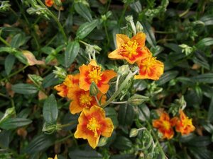 Helianthemum 'Bronzeteppich' P9 - afbeelding 4