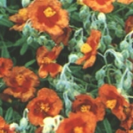 Helianthemum 'Bronzeteppich' P9 - afbeelding 5