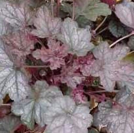 Heuchera 'Regina' P9 - afbeelding 2