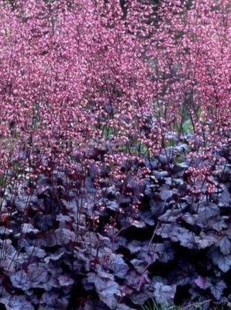 Heuchera 'Regina' P9 - afbeelding 3