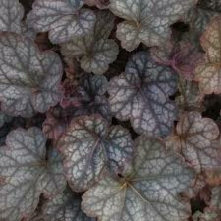 Heuchera 'Regina' P9 - afbeelding 4