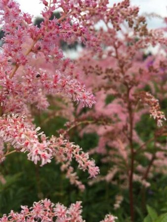 Astilbe japonica 'Rheinland' P9 - afbeelding 3