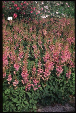 Astilbe japonica 'Rheinland' P9 - afbeelding 1