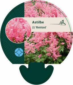 Astilbe japonica 'Rheinland' P9 - afbeelding 4