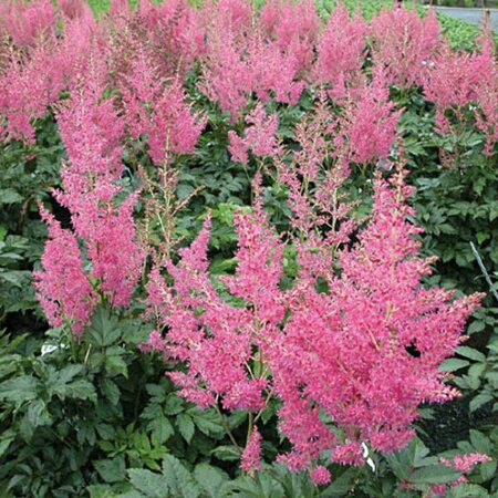 Astilbe japonica 'Rheinland' P9 - afbeelding 2