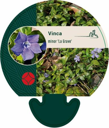 Vinca minor 'La Grave' P9 - afbeelding 9