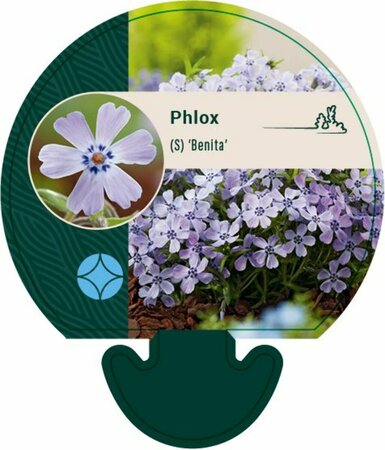 Phlox subulata 'Benita' P9 - afbeelding 4