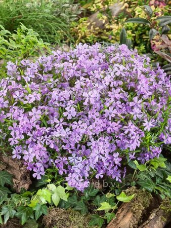 Phlox subulata 'Benita' P9 - afbeelding 1