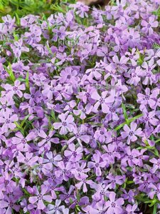 Phlox subulata 'Benita' P9 - afbeelding 2