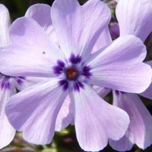 Phlox subulata 'Benita' P9 - afbeelding 3