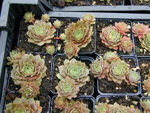 Sempervivum 'Othello' P9 - afbeelding 1