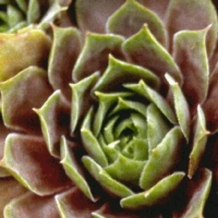 Sempervivum 'Othello' P9 - afbeelding 2