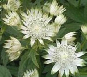 Astrantia major 'Alba' P9