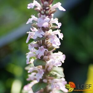 Ajuga reptans 'Rosea' P9 - afbeelding 1