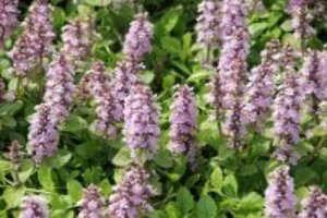 Ajuga reptans 'Rosea' P9 - afbeelding 3