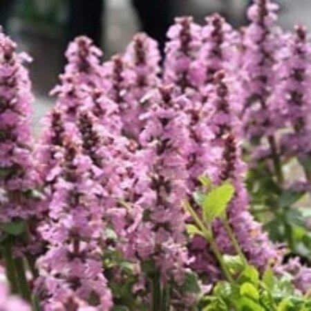 Ajuga reptans 'Rosea' P9 - afbeelding 2