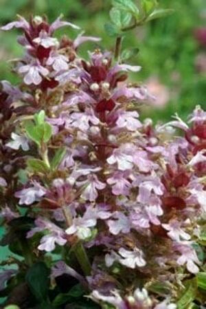 Ajuga reptans 'Rosea' P9 - afbeelding 4