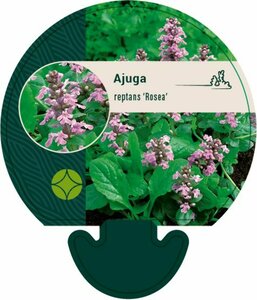 Ajuga reptans 'Rosea' P9 - afbeelding 5