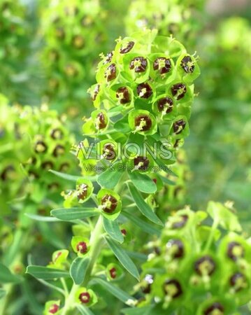 Euphorbia characias 'Black Pearl' P9