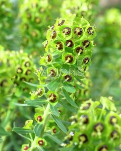 Euphorbia characias 'Black Pearl' P9