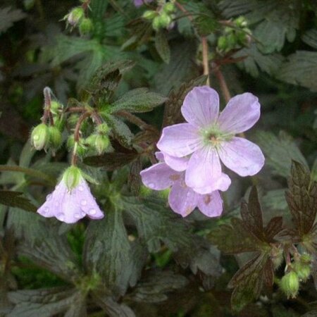 Geranium macul. 'Espresso' P9 - afbeelding 1