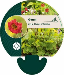 Geum rivale 'Flames of Passion' P9 - afbeelding 2