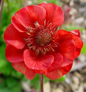 Geum rivale 'Flames of Passion' P9 - afbeelding 1